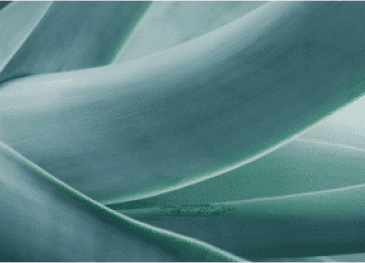 SYNERGISTIC INGREDIENTS